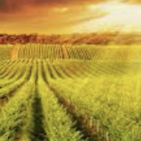 Barossa Food & Agribusiness