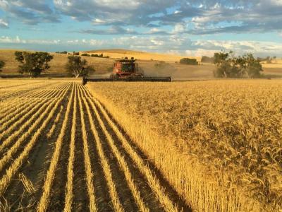 Wheatbelt Wheatbelt